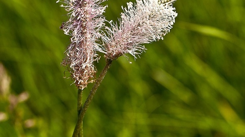 Plantain