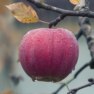 Fruits et légumes