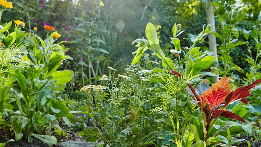 Le jardin magnifique où poussent les plantes des soins Douces Angevines