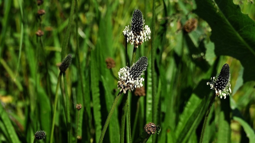 Plantain