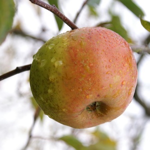 Reinette d'armorique