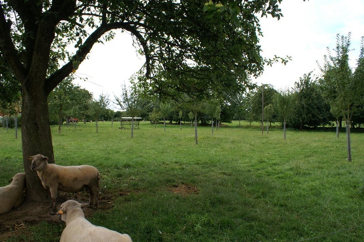 Le verger et les moutons